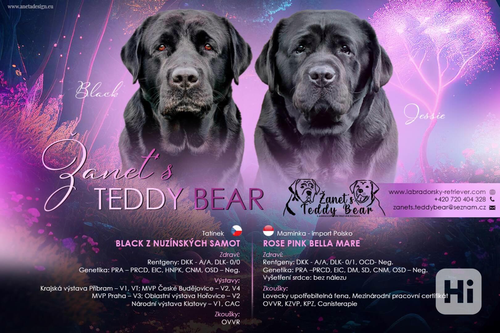 REZERVACE Labradorský Retriever s PP - foto 1