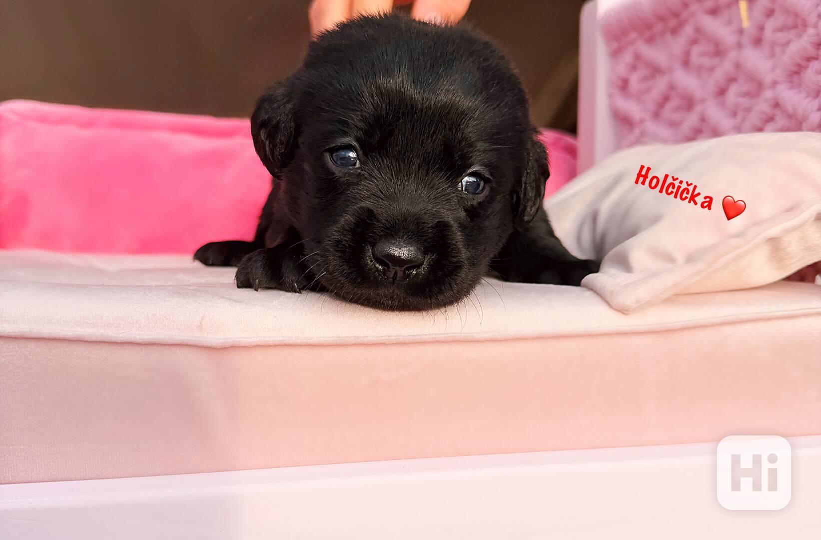 REZERVACE Labradorský Retriever s PP - foto 1