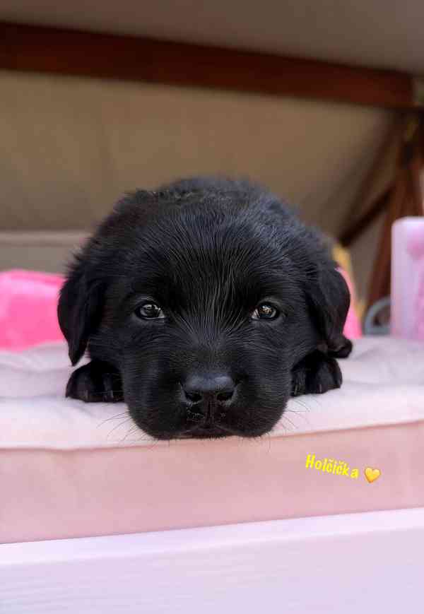 REZERVACE Labradorský Retriever s PP - foto 11
