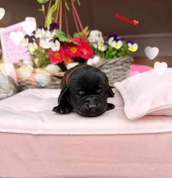 REZERVACE Labradorský Retriever s PP - foto 16