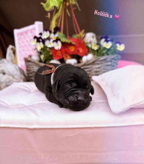 REZERVACE Labradorský Retriever s PP - foto 11