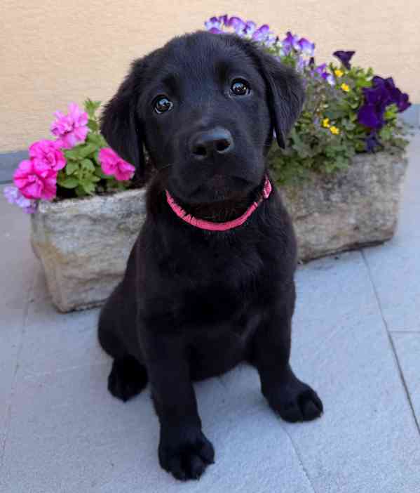 IHNED K ODBĚRU Labradorský Retriever s PP - foto 5