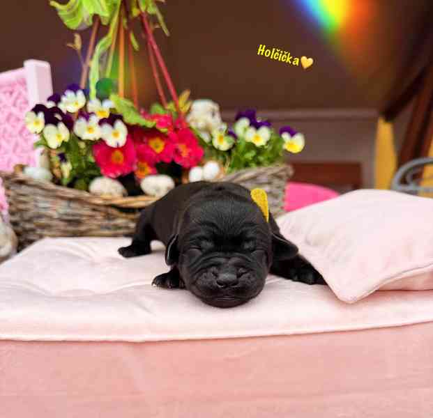 REZERVACE Labradorský Retriever s PP - foto 12