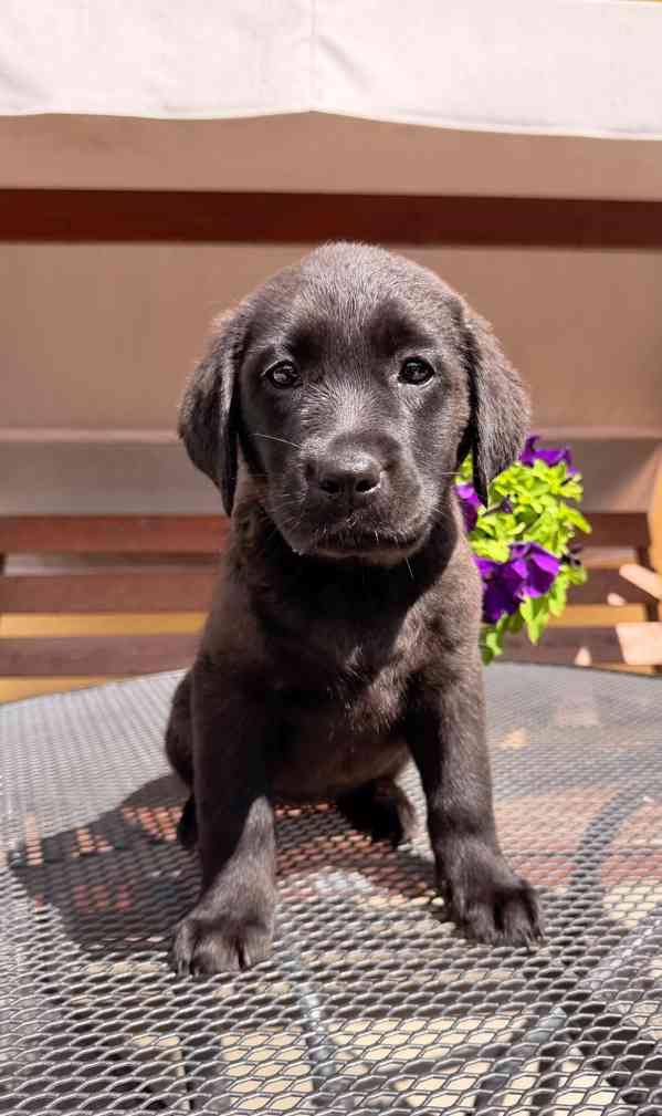IHNED K ODBĚRU Labradorský Retriever s PP - foto 6