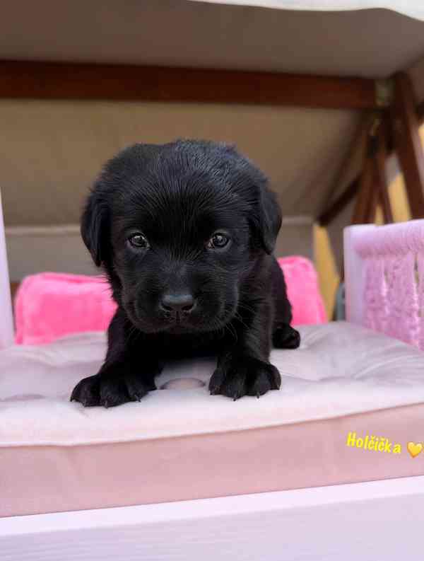 REZERVACE Labradorský Retriever s PP