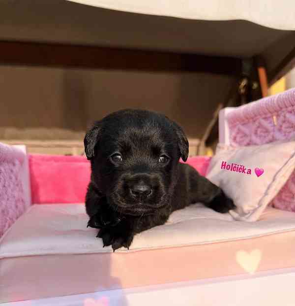REZERVACE Labradorský Retriever s PP - foto 12