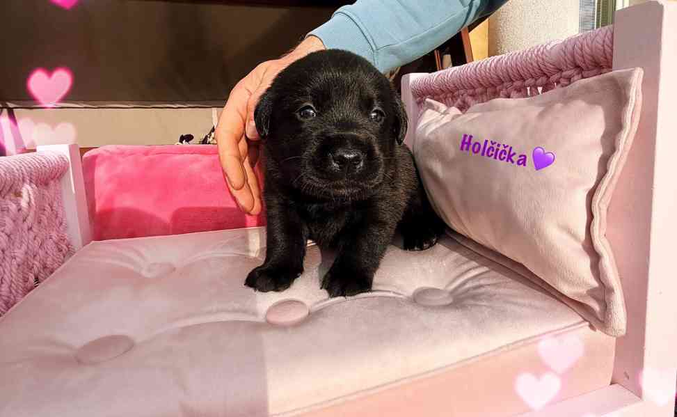REZERVACE Labradorský Retriever s PP - foto 13