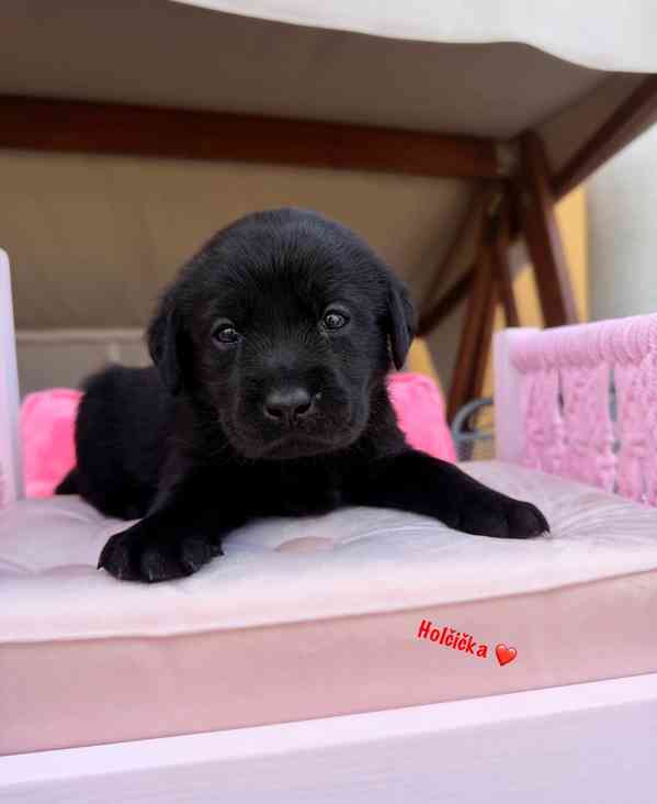 REZERVACE Labradorský Retriever s PP - foto 14