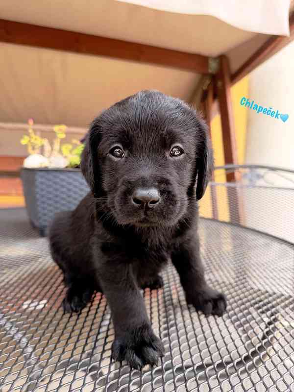 REZERVACE Labradorský Retriever s PP - foto 16