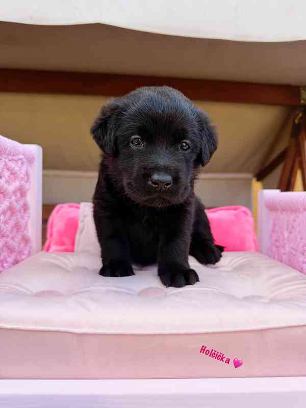 REZERVACE Labradorský Retriever s PP - foto 12