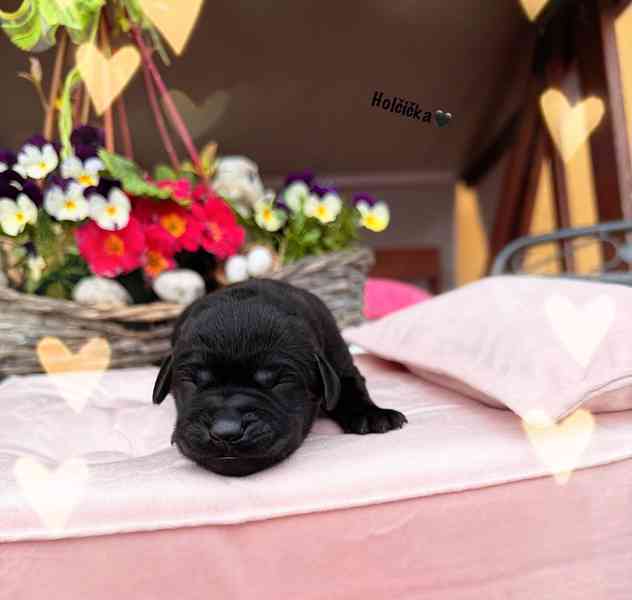 REZERVACE Labradorský Retriever s PP - foto 13