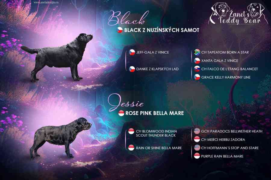 REZERVACE Labradorský Retriever s PP - foto 2