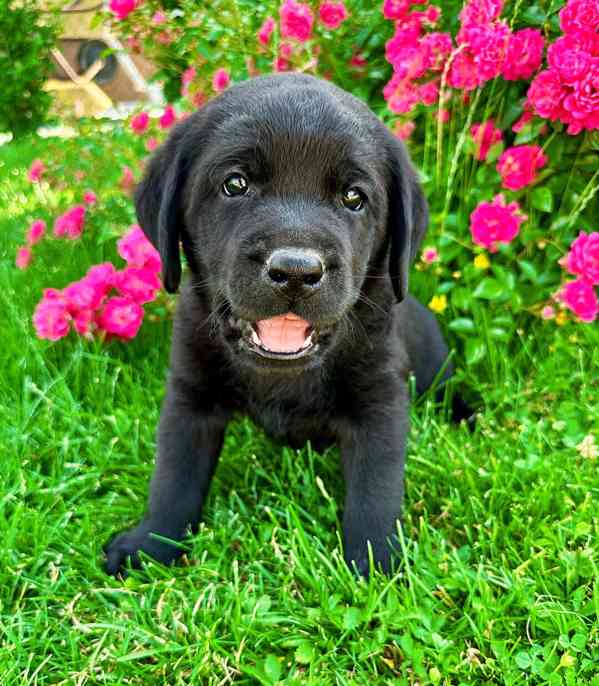 REZERVACE Labradorský Retriever s PP - foto 5