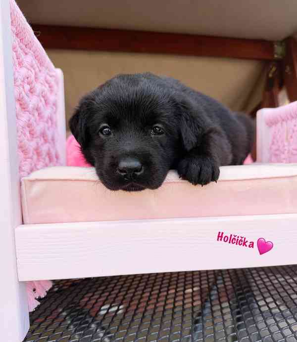 REZERVACE Labradorský Retriever s PP - foto 13