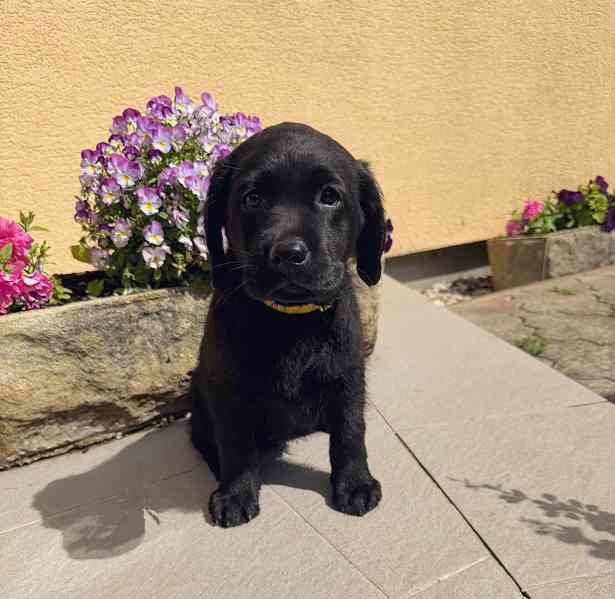 IHNED K ODBĚRU Labradorský Retriever s PP - foto 4