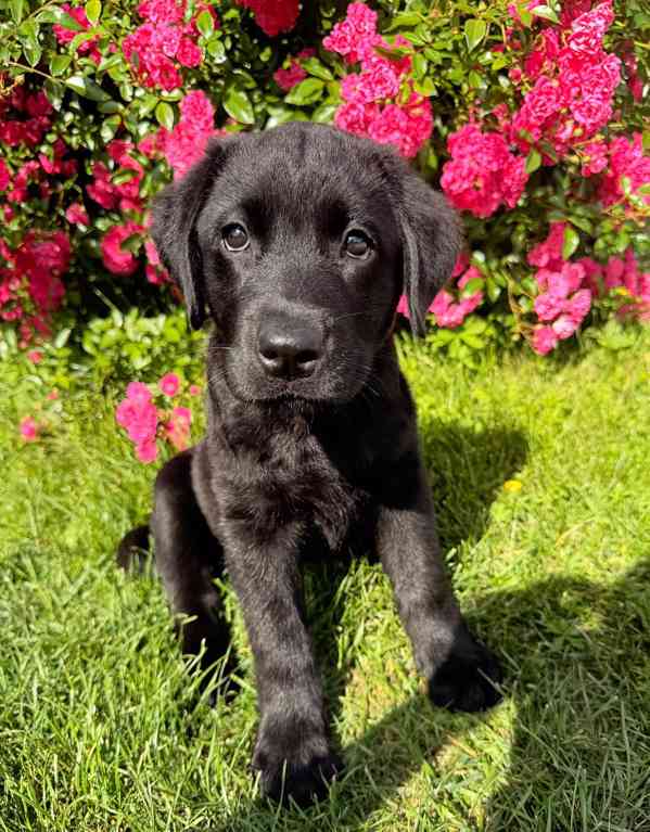 IHNED K ODBĚRU Labradorský Retriever s PP - foto 7