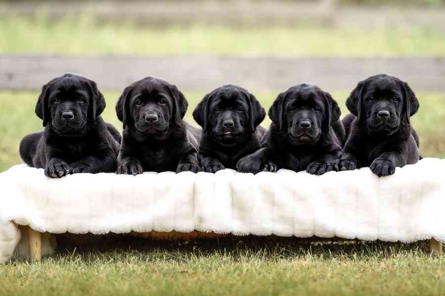 REZERVACE Labradorský Retriever s PP - foto 3