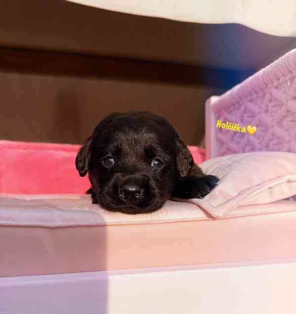 REZERVACE Labradorský Retriever s PP - foto 11