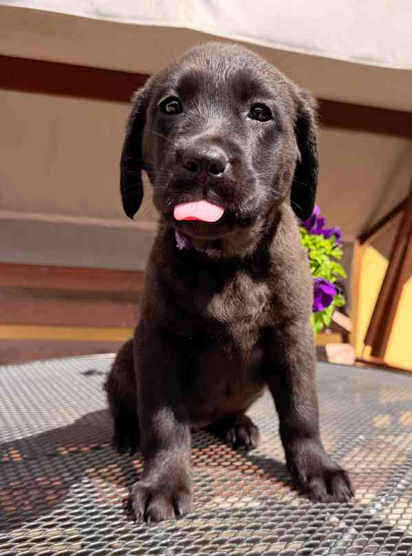 IHNED K ODBĚRU Labradorský Retriever s PP - foto 7