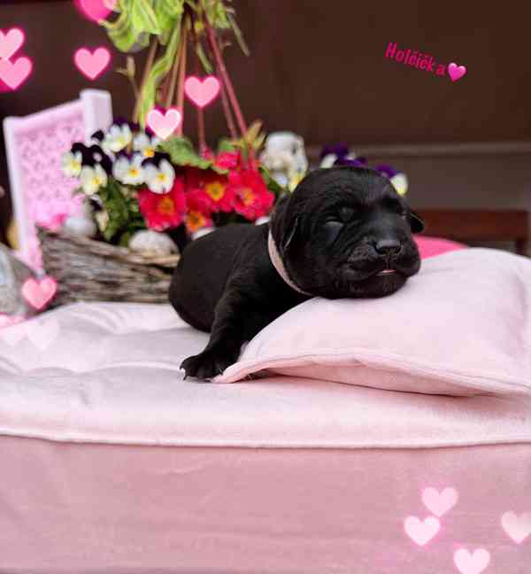 REZERVACE Labradorský Retriever s PP - foto 10