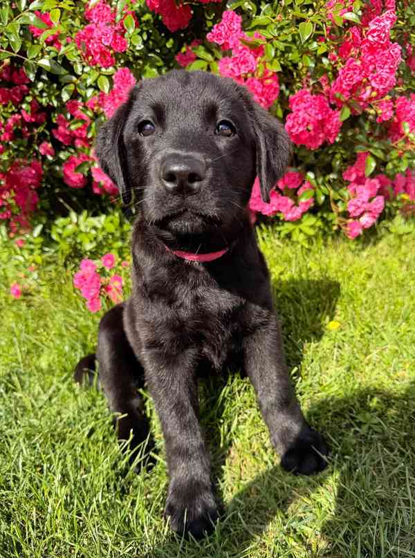 IHNED K ODBĚRU Labradorský Retriever s PP - foto 6