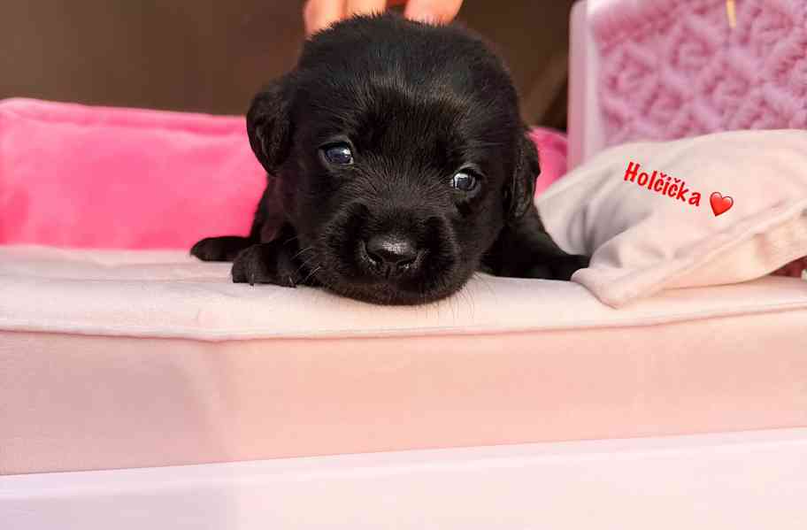 REZERVACE Labradorský Retriever s PP - foto 1