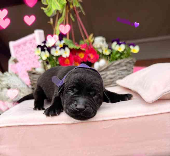 REZERVACE Labradorský Retriever s PP - foto 14