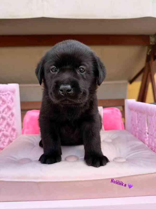 REZERVACE Labradorský Retriever s PP - foto 15