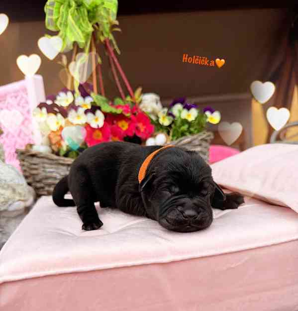 REZERVACE Labradorský Retriever s PP - foto 15