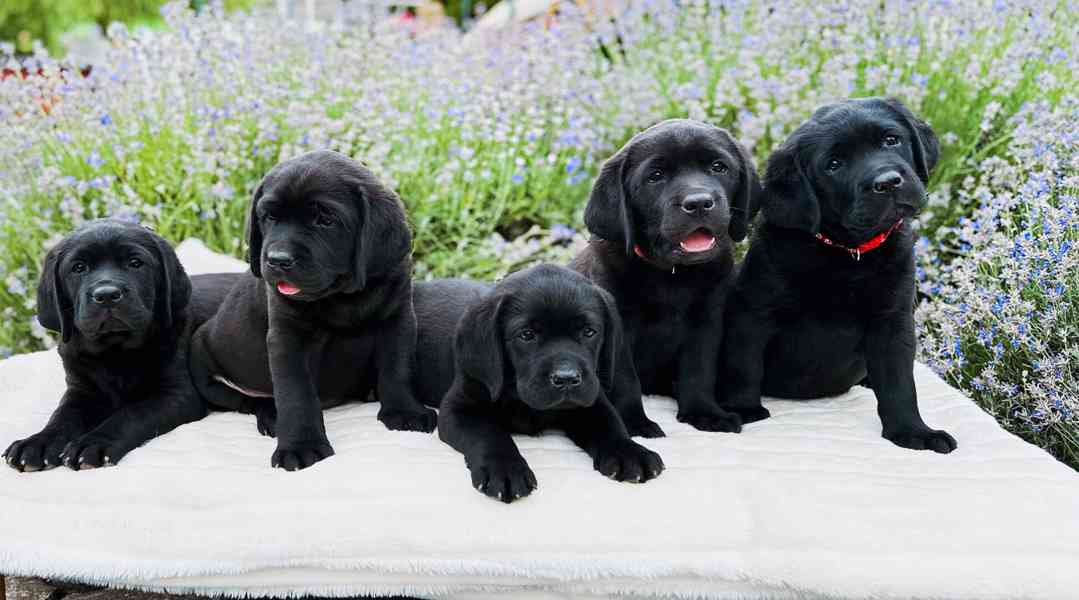REZERVACE Labradorský Retriever s PP - foto 7