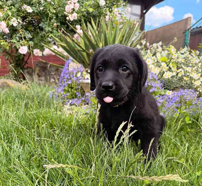 IHNED K ODBĚRU Labradorský Retriever s PP - foto 5