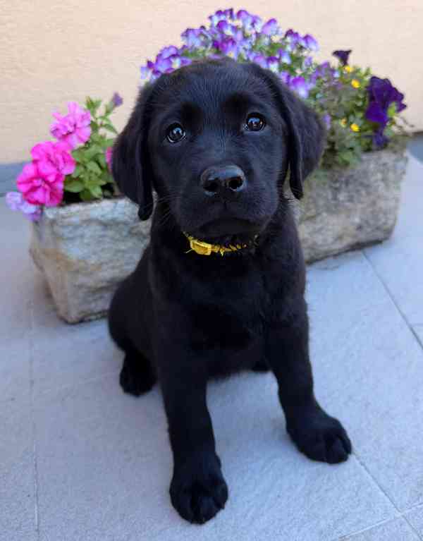 IHNED K ODBĚRU Labradorský Retriever s PP - foto 1