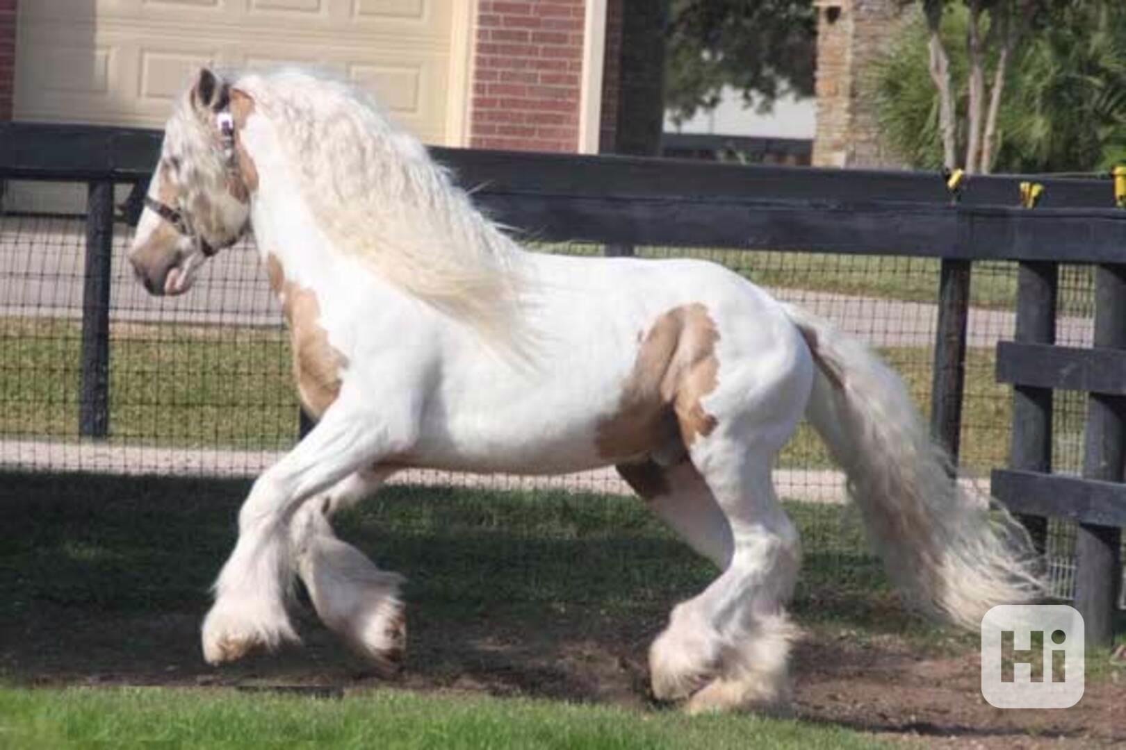 Prodám koně Gypsy Vanner - foto 1