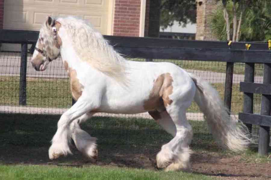 Prodám koně Gypsy Vanner - foto 1