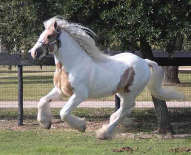 Prodám koně Gypsy Vanner - foto 3