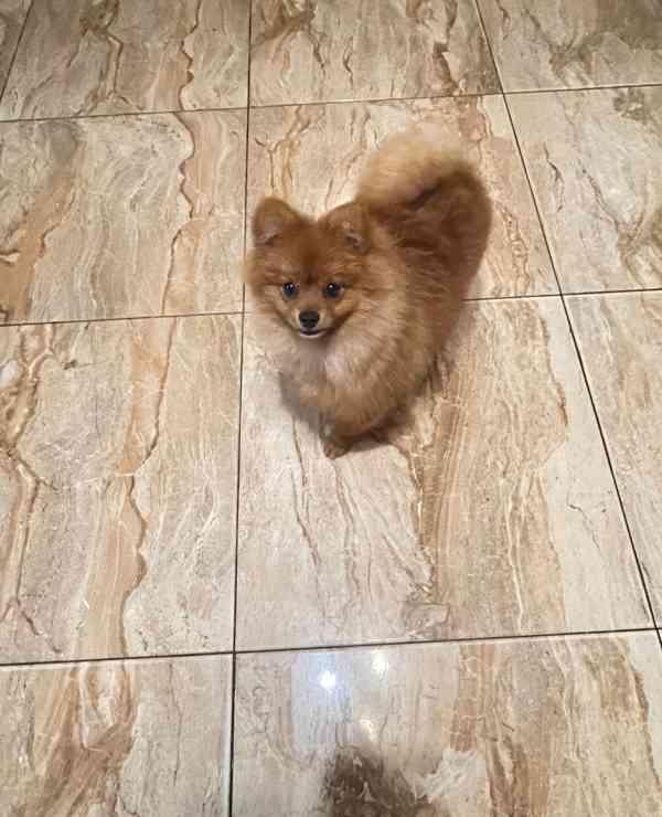 štěňata pomeranského ovčáka - foto 4