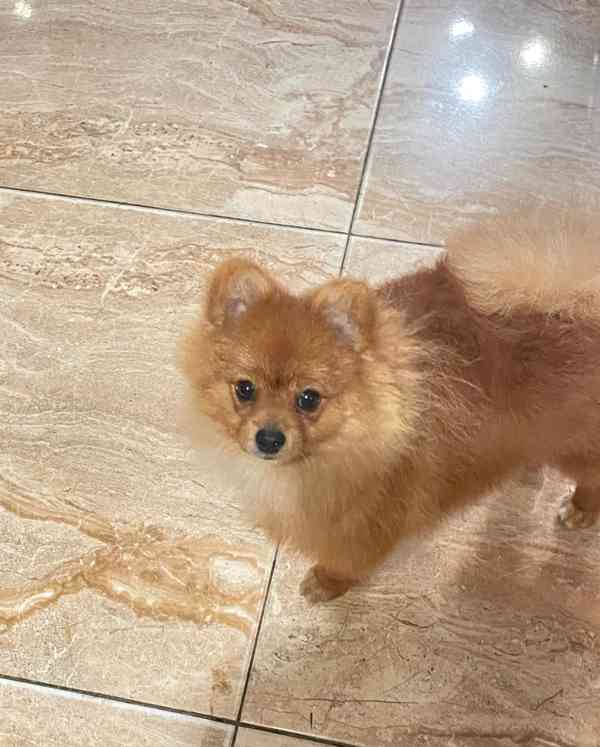 štěňata pomeranského ovčáka