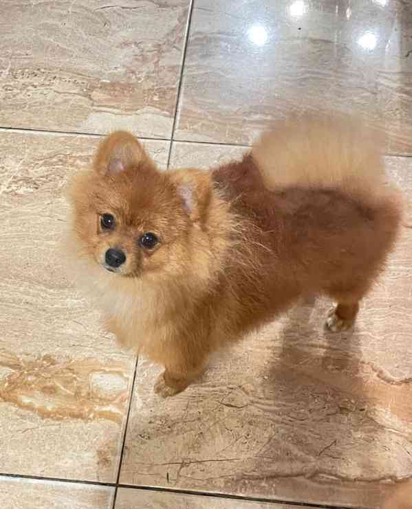 štěňata pomeranského ovčáka - foto 3