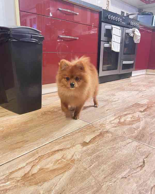 štěňata pomeranského ovčáka - foto 2