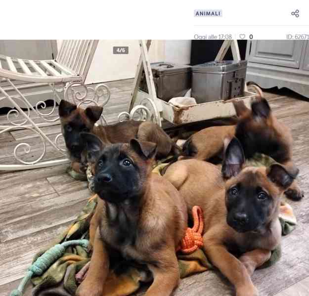 Úžasná štěňata belgického ovčáka Malinoise. - foto 1
