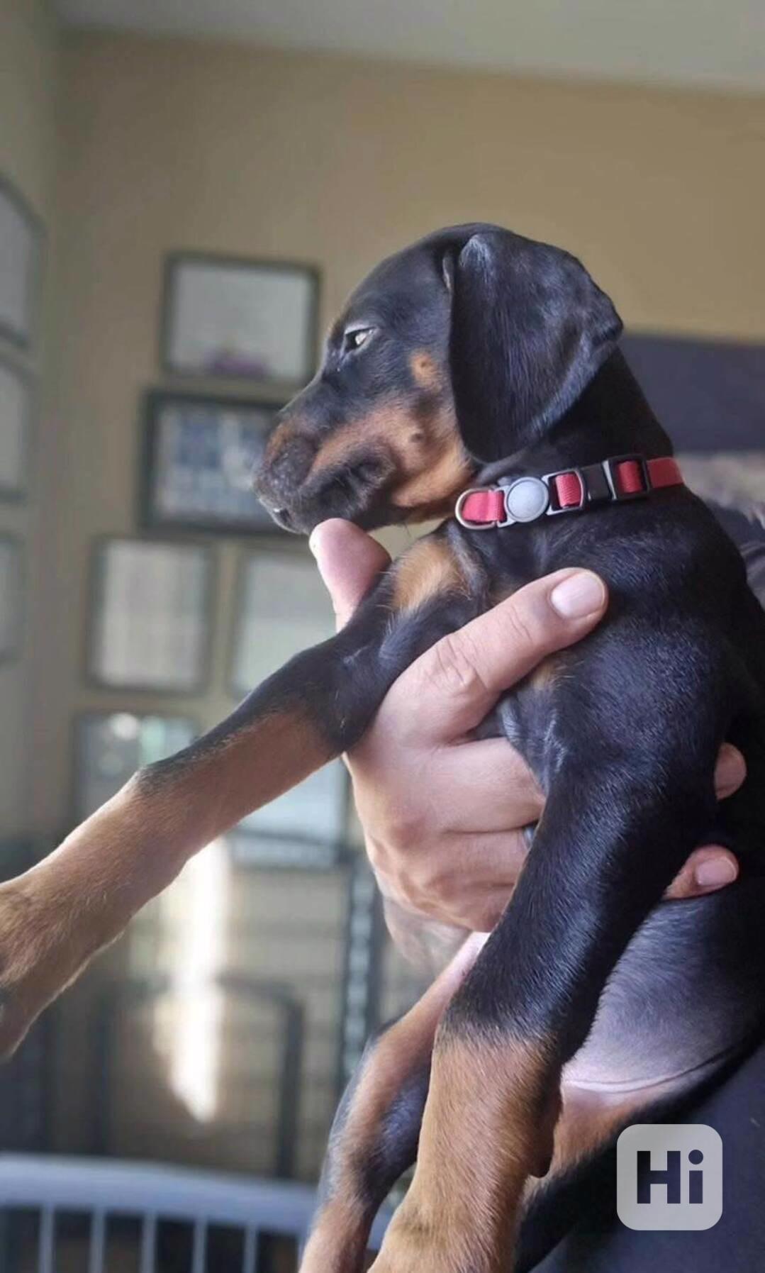 Két dobermann sürgősen új otthonra szorul - foto 1