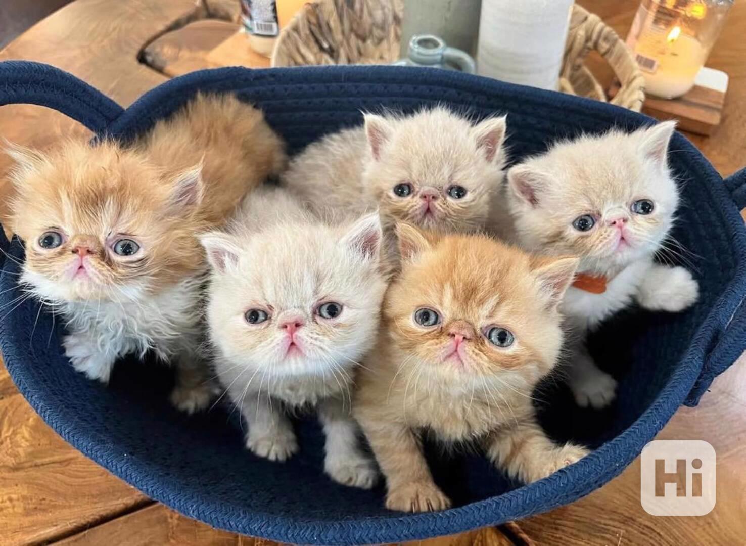 Nádherná koťátka exotických krátkosrstých plemen registrovan - foto 1