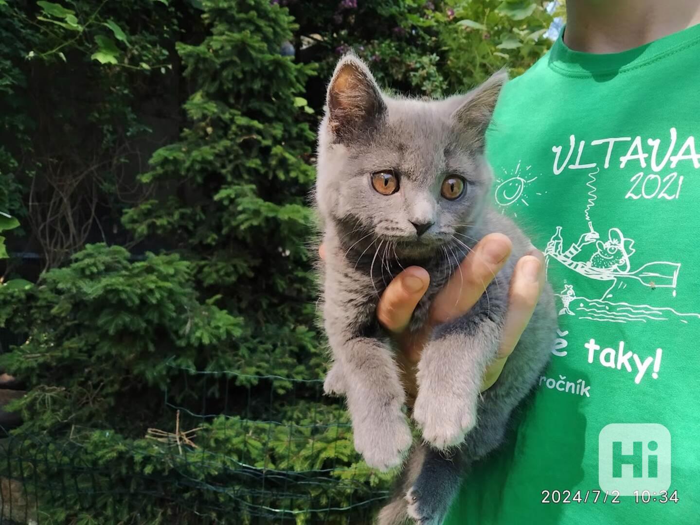 Britská modrá kočka - koťátko kočička - foto 1