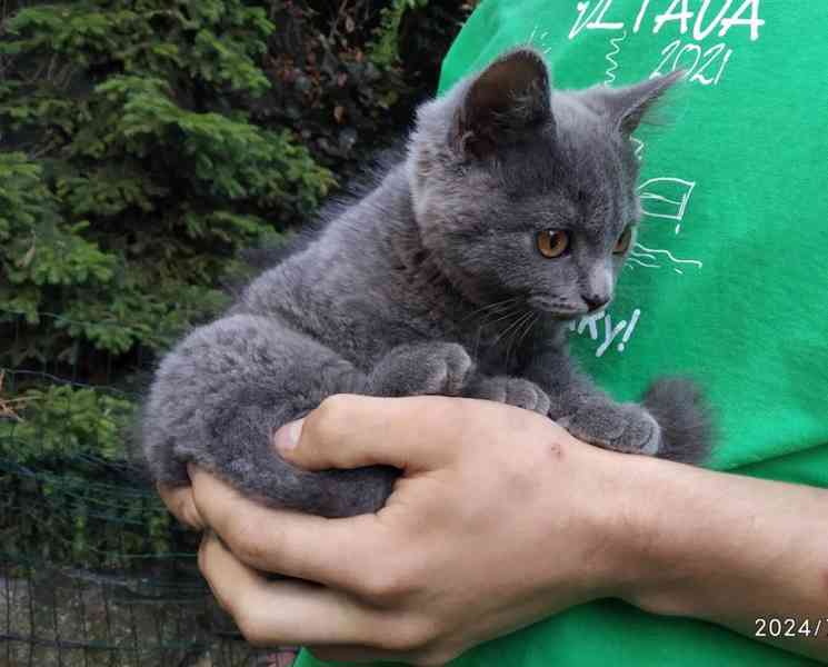Britská modrá kočka - koťátko kočička - foto 6