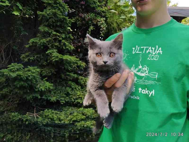Britská modrá kočka - koťátko kočička - foto 3