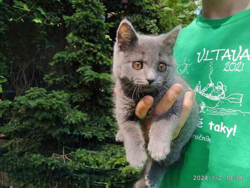 Britská modrá kočka - koťátko kočička - foto 1