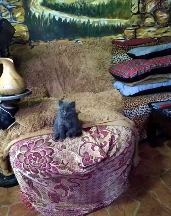 Britská modrá kočka - koťátko kočička - foto 2