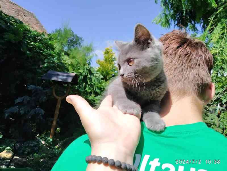 Britská modrá kočka - koťátko kočička - foto 10