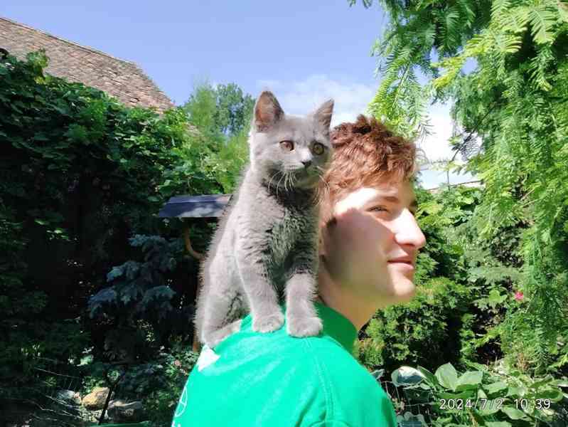 Britská modrá kočka - koťátko kočička - foto 17