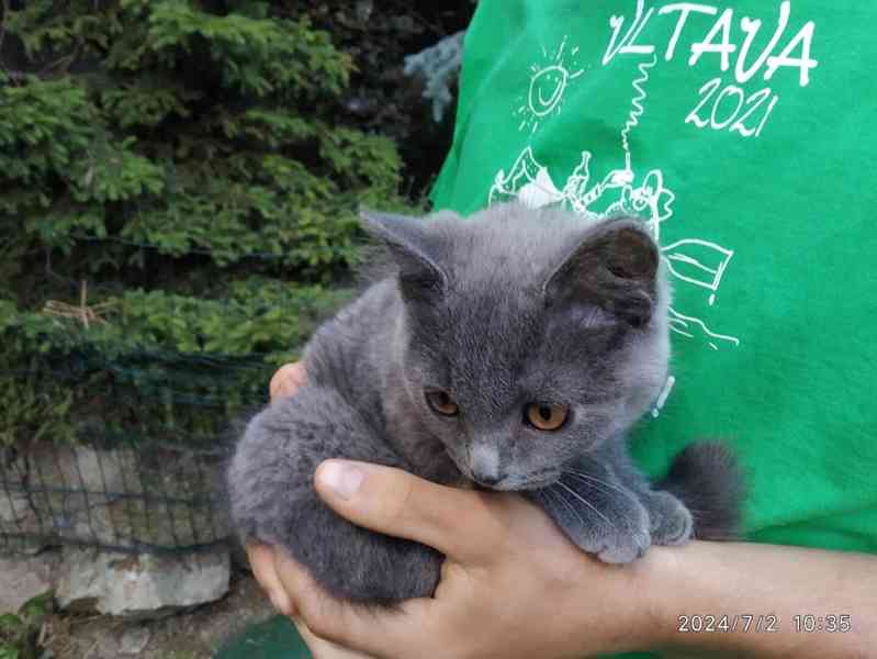 Britská modrá kočka - koťátko kočička - foto 7
